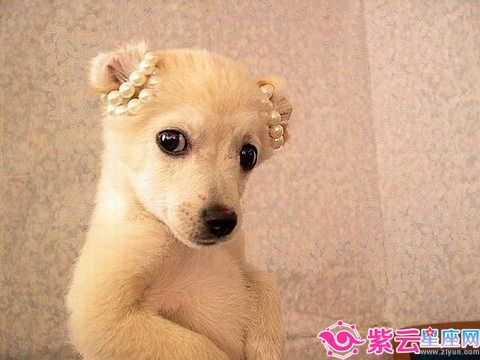 张盛舒:属羊2018年1月运势查询