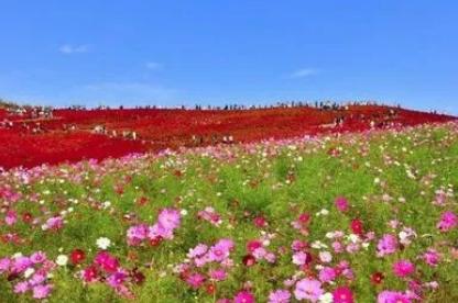梦见遍地鲜花意味着什么