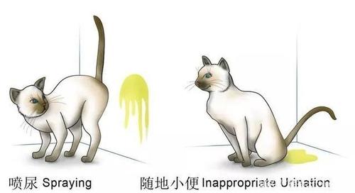 梦见猫尿尿 梦见 猫尿