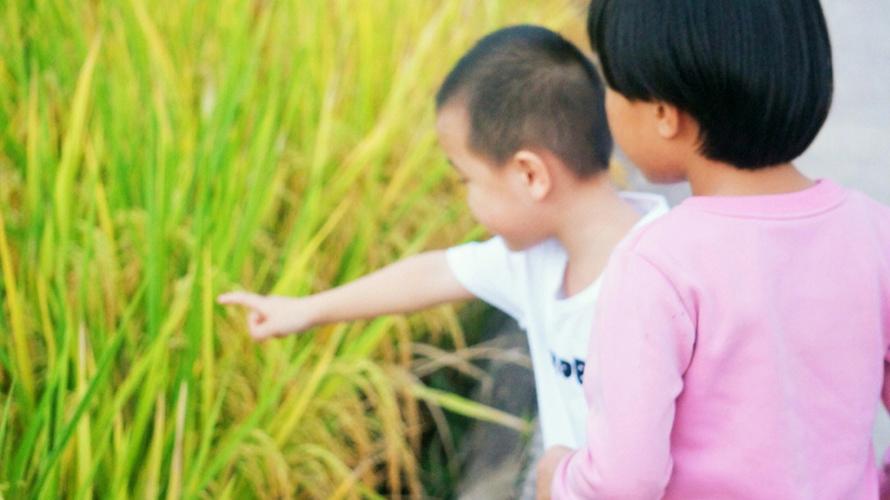 梦见田里的稻谷是什么意思