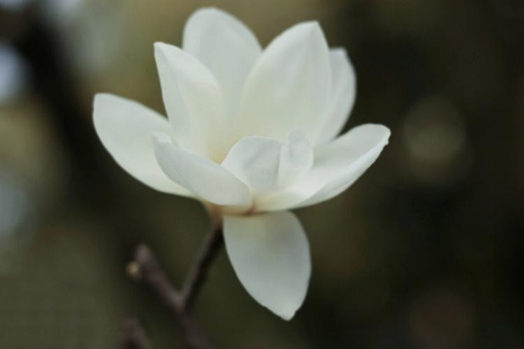 梦见家门口前种两颗树