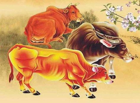 1973年属牛的人2019年运势大全及破解