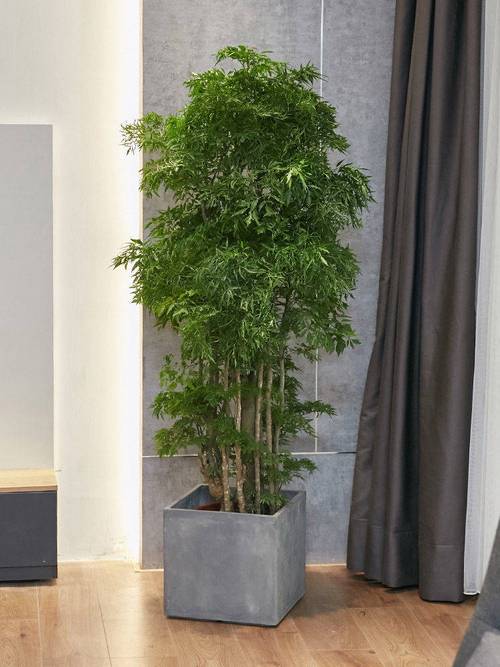 绿色植物对办公室风水的作用