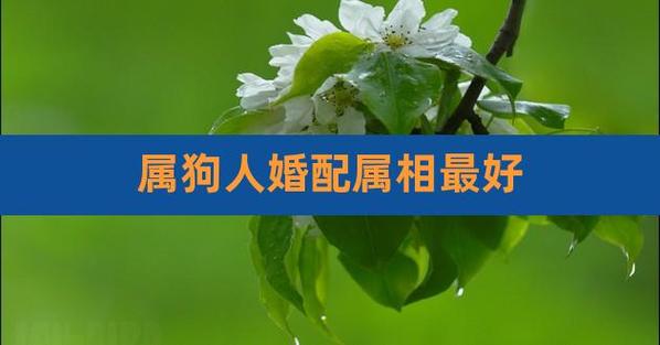 属狗最好的婚配是什么属