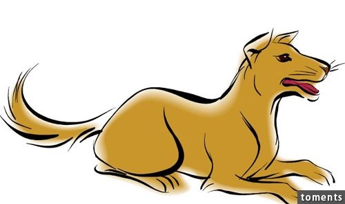 03月08日生肖运势狗、猪、羊大吉