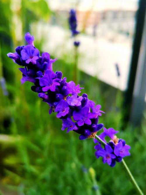 薰衣草的花语