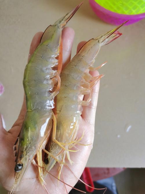 梦见海虾