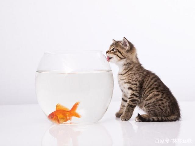 是啥挡了巨蟹座的财路
