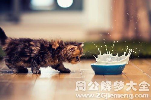 梦见猫吃饭
