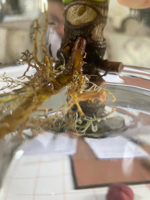 梦见搬花盆　周公解梦之梦到搬花盆