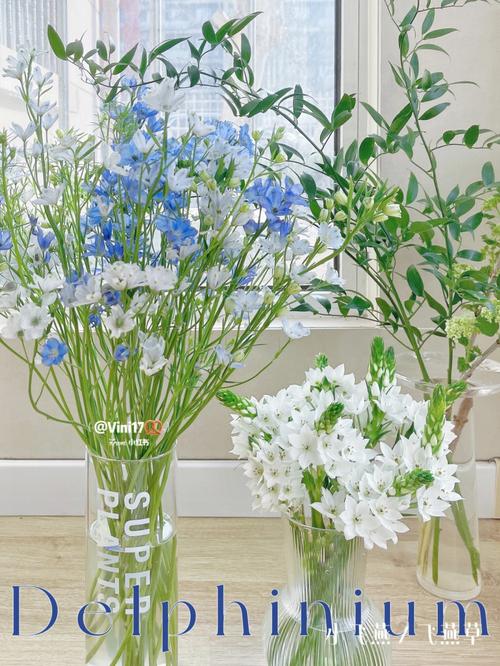 飞燕草的花语:清静、轻盈、正义、自由
