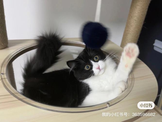 女人梦见猫死而复生预示什么