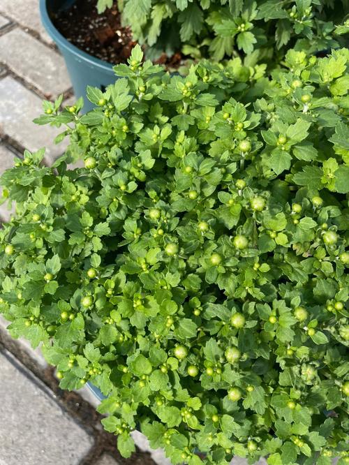 梦见撒开花 周公解梦之梦到撒开花