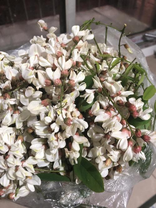 梦见洋槐花