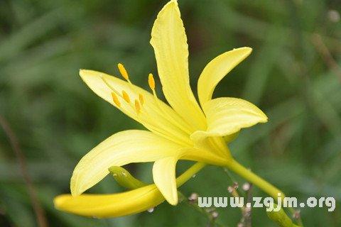 梦见黄花菜预示什么