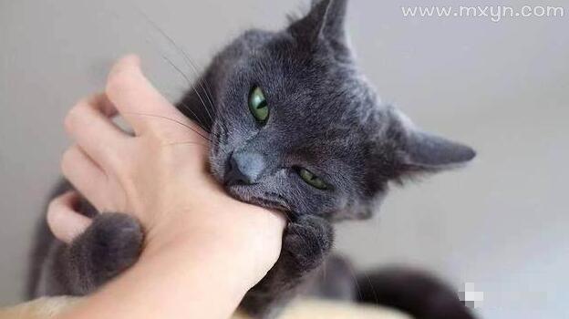 梦见猫抓我头发