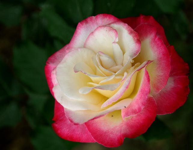 花中皇后是什么花?