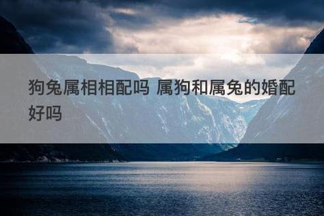 生肖兔的男生和生肖狗的女生缘份指数