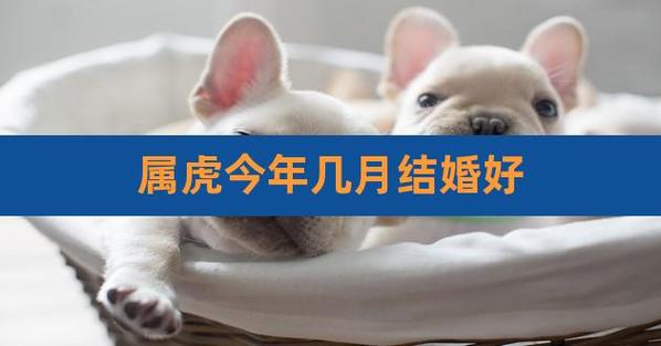 属虎今年的婚姻状况