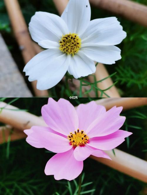花语科普之幸福草的花语