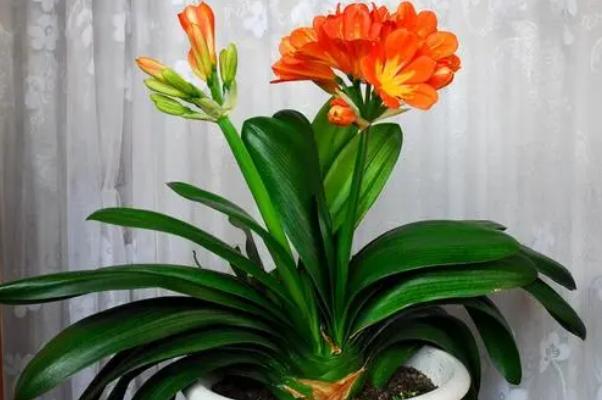 易毁小孩家运的风水花卉