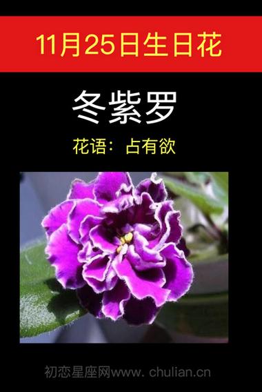 11月25日花语:冬紫罗,生日花语占有欲