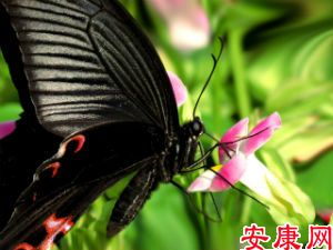 周公解梦梦见黑蝴蝶是什么意思