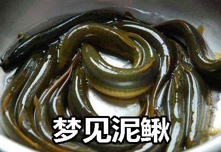 梦见水里有泥鳅是什么意思