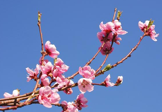 八字中不能要的桃花