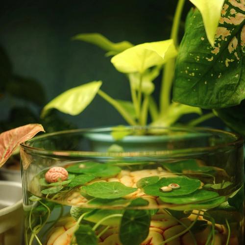 梦见芋头是什么预兆