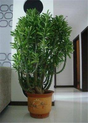 植物化煞窍门 哪些植物可以化解煞气