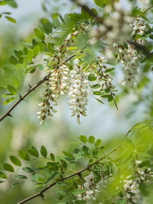 梦见槐花洋槐花