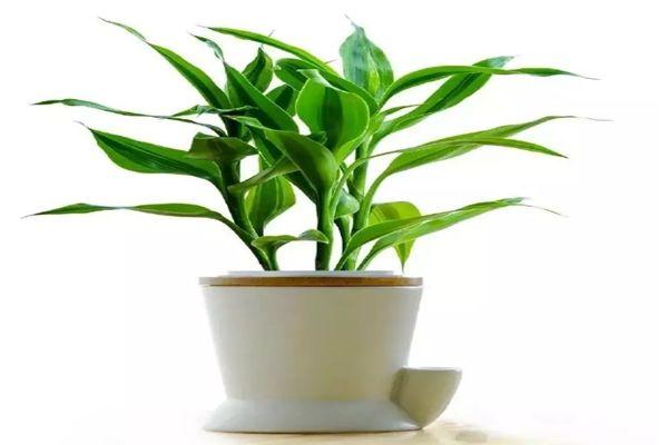 2017年12生肖如何巧用植物旺财运