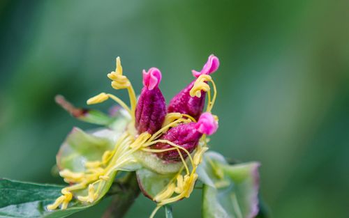 梦见花蕊