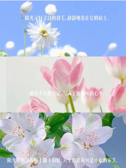 什么花的花语是自由自在?