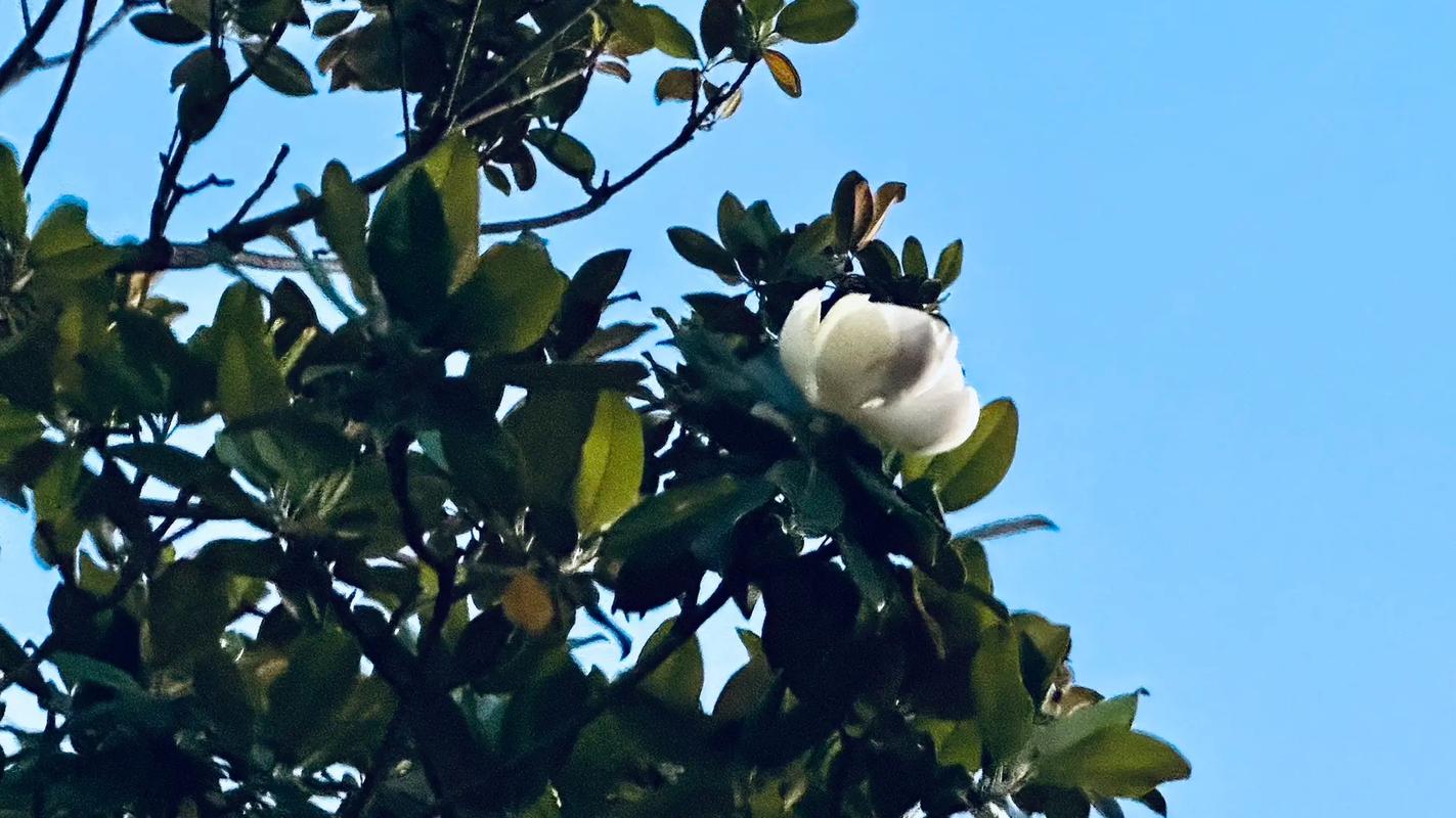 梦见莲花开在树上