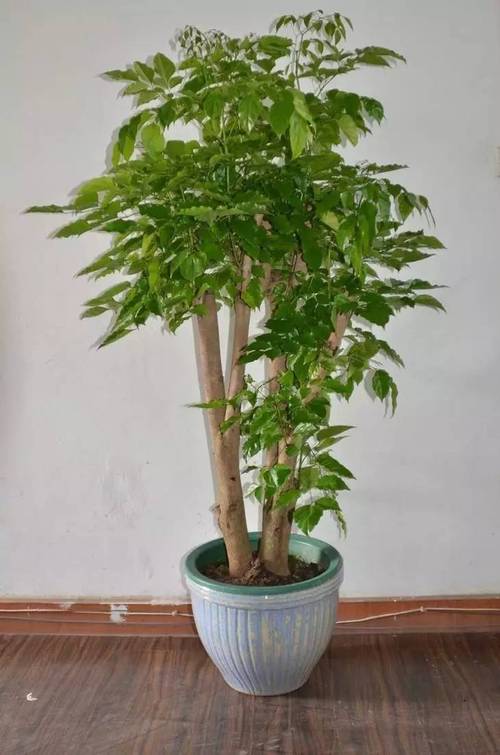 玄关养什么植物风水好