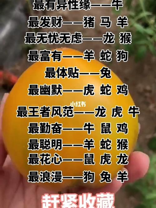 12生肖星座运势: