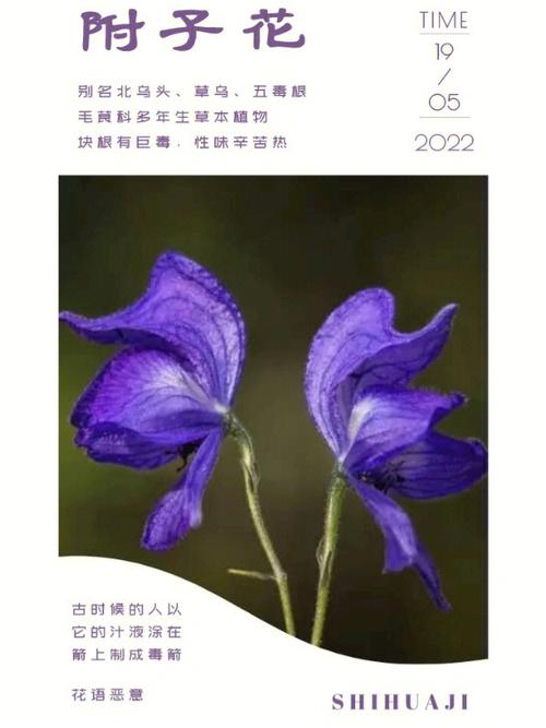 5月22日生日花语:婆罗门菊,5月22日是什么星座?