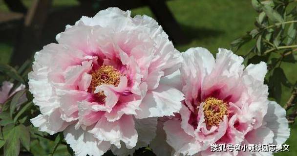 生肖运势天天报