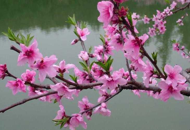 什么是桃花