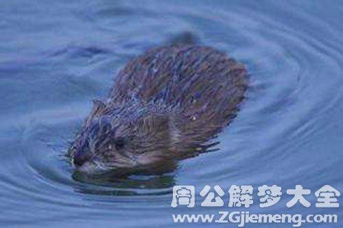 梦见水里有老鼠是什么意思