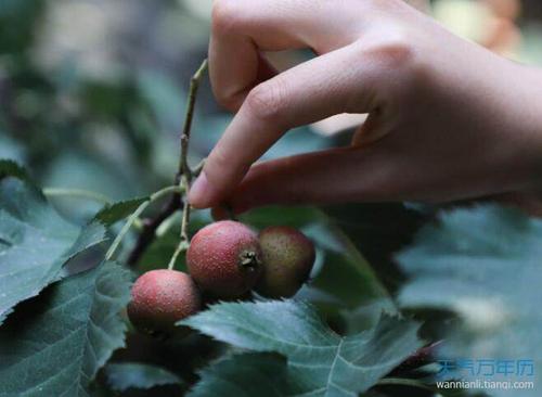 梦见摘苹果周公解梦,梦见摘苹果是什么意思?
