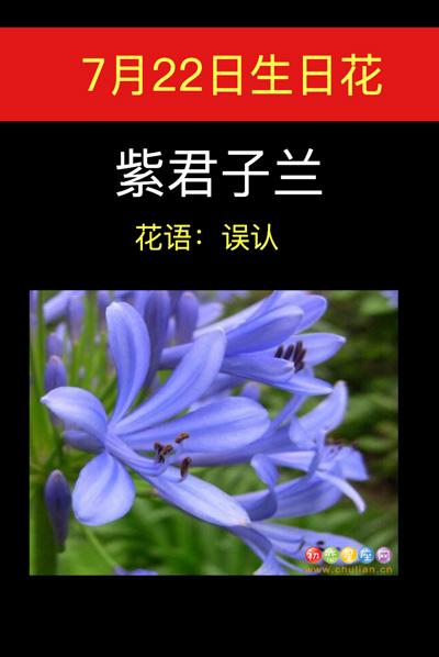 7月22日生日花语:紫君子兰,7月22日是什么星座?