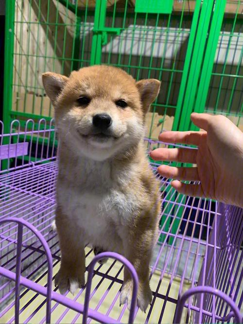 摩羯座适合养什么狗