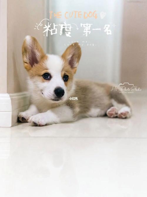 好记顺口的宠物小狗名字小短腿直戳萌点