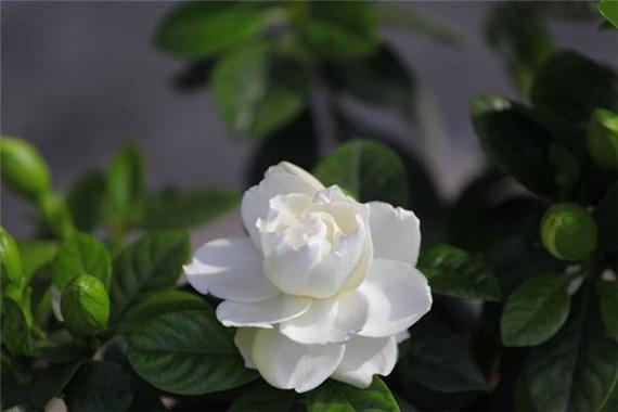 梦见桅子花