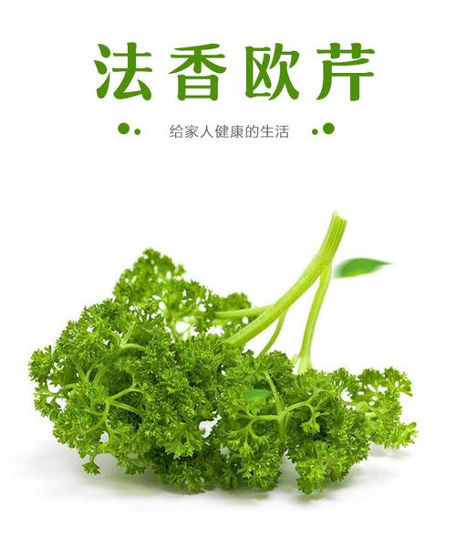 梦见欧芹 西芹是什么意思