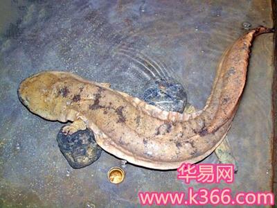 梦见娃娃鱼