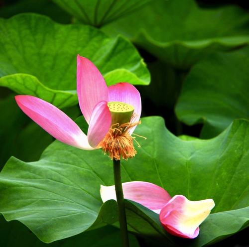2015.7.18生肖运势